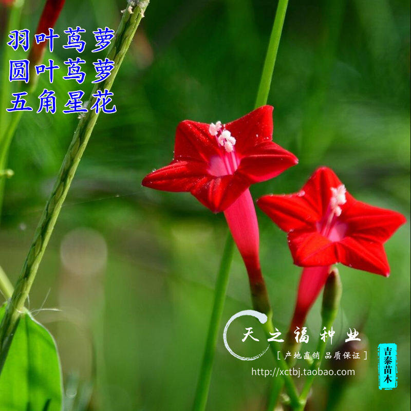 羽叶茑萝种子圆叶茑萝松种子锦屏封绕龙花爬藤攀援五角星花种子籽