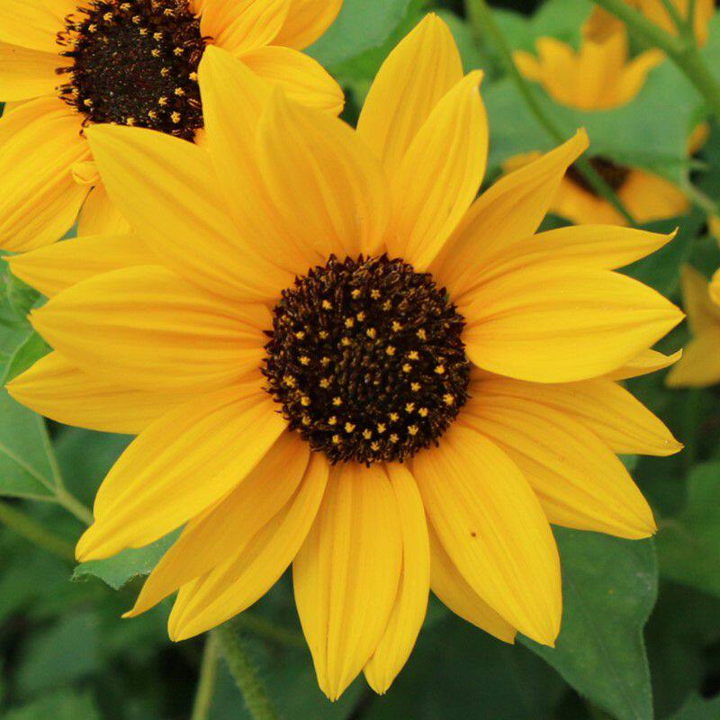 观赏向日葵种子矮向日葵籽四季易种食用室内阳台盆栽花卉植物包邮