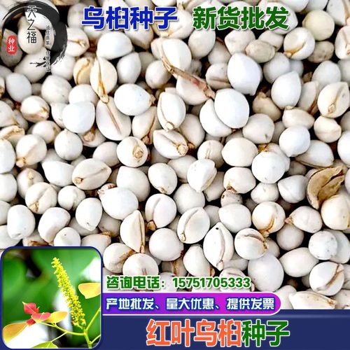 红叶乌桕种子山乌桕银杏树白果树