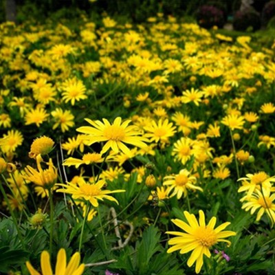 玛格丽特混色易种花籽庭院木春菊