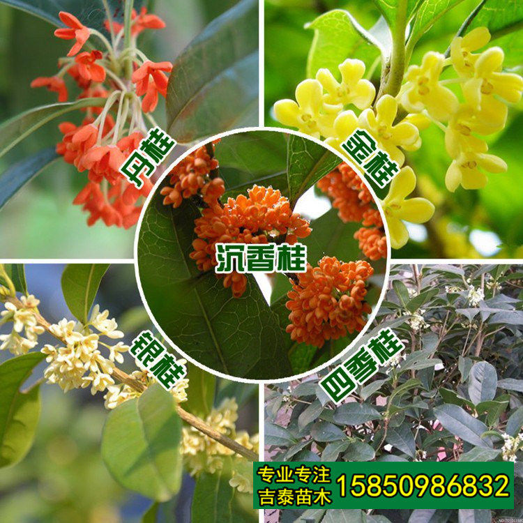 桂花种子沙藏桂花树种子四季桂丹桂金桂银桂状元桂种子木犀种子 小编推荐 Wepost 全民代运 马来西亚中国淘宝代运与集运专家