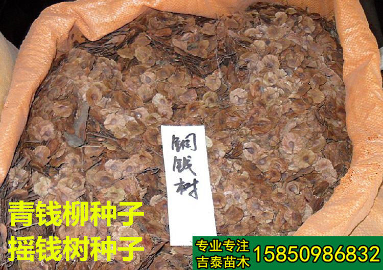 青钱柳种子山麻柳种子金钱柳种子摇钱树种子山化树种子铜钱树种子