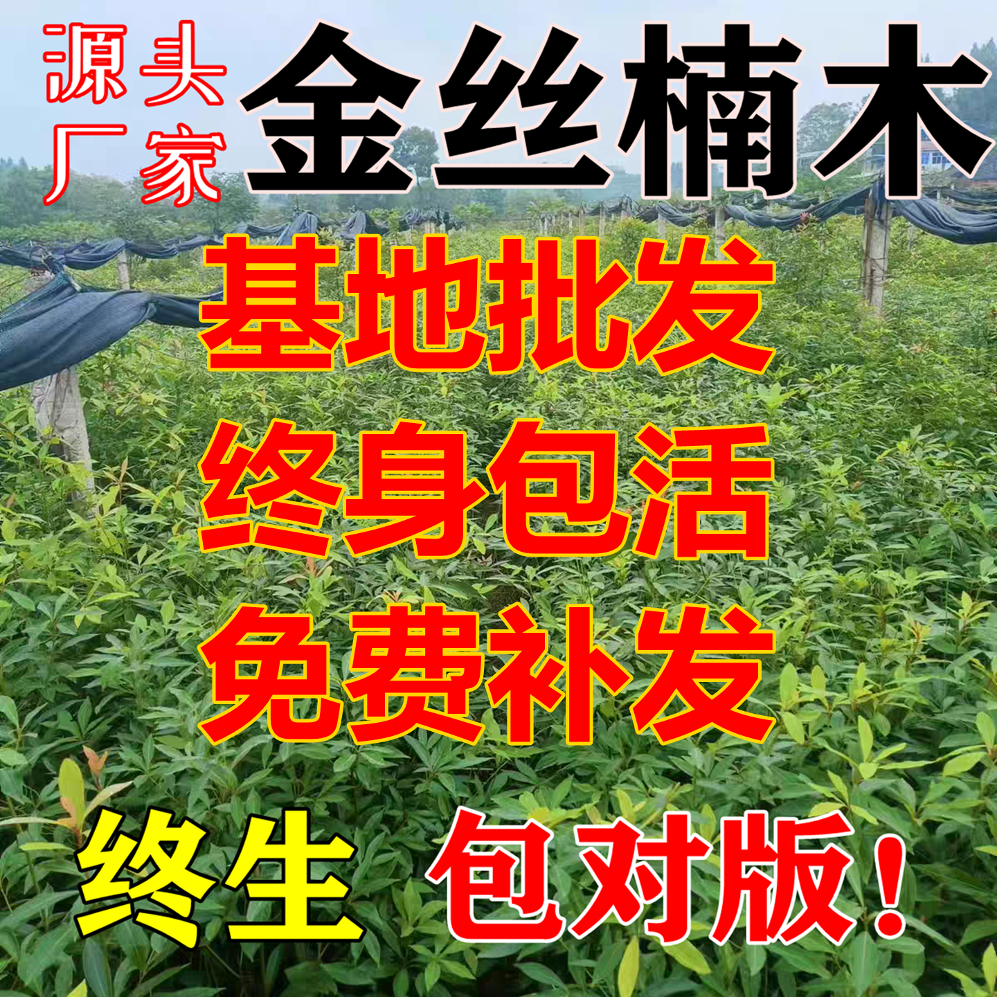 四川正宗小叶金丝楠木树苗桢楠苗大树盆景绿植庭院别墅植物名贵,鲜花速递/花卉仿真/绿植园艺,行道树/乔木,淘宝优惠券,粉丝福利购,淘宝优惠卷