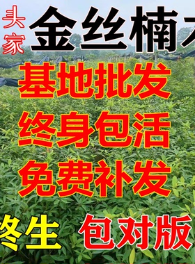正宗四川小叶金丝楠木树苗桢楠大楠木名贵造林苗木庭院绿化包活