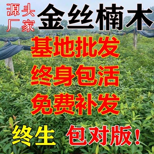 四川正宗小叶金丝楠木树苗桢楠苗大树盆景绿植庭院别墅植物名贵