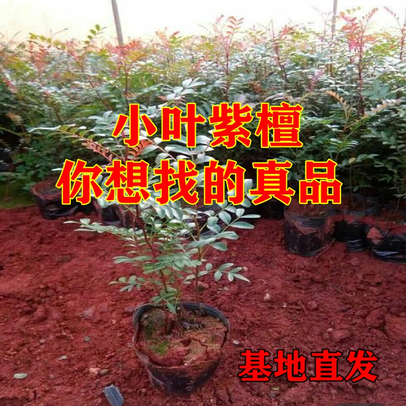 正宗小叶紫檀基地直发