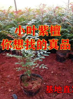 正宗小叶紫檀基地直发