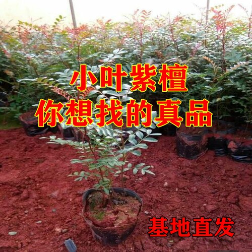 正宗小叶紫檀基地直发