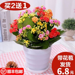 长寿花盆栽带花苞花卉植物室内花绿植绿巴黎重瓣大花四季开花花苗原价14 30元现价4 80元包邮抢购广西园林行业平台