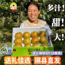 隰县玉露香梨子正宗山西小西天原产地直发新鲜应季 礼盒脆甜嫩水果