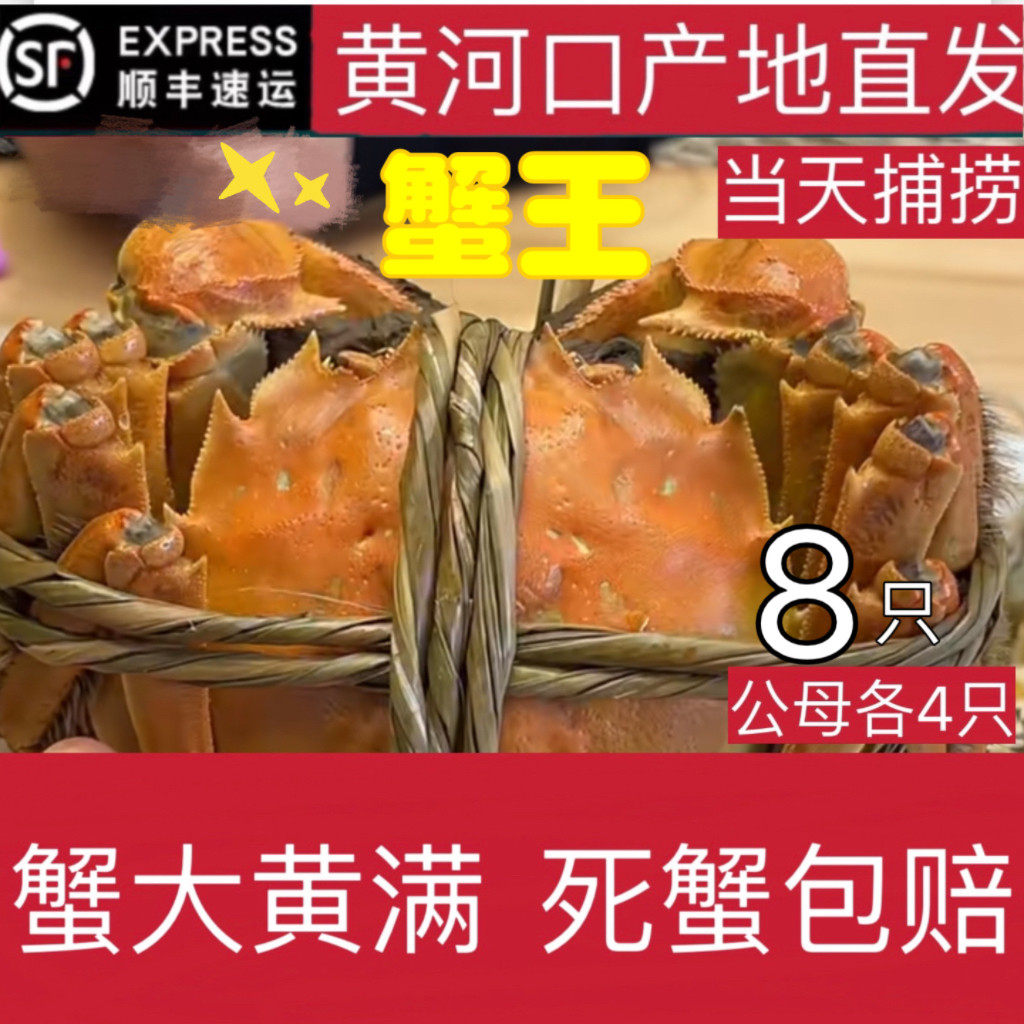 黄河口大闸蟹大鲜活蟹王公6两母5两8只礼盒装包鲜活