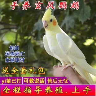 玄凤鹦鹉活体会学说话手养宠物黄化玄凤一对可繁殖鸟活物鹦鹉活鸟