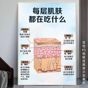 皮肤分层图美容院每层肌肤吃什么海报面部抗衰挂画皮肤结构图广告