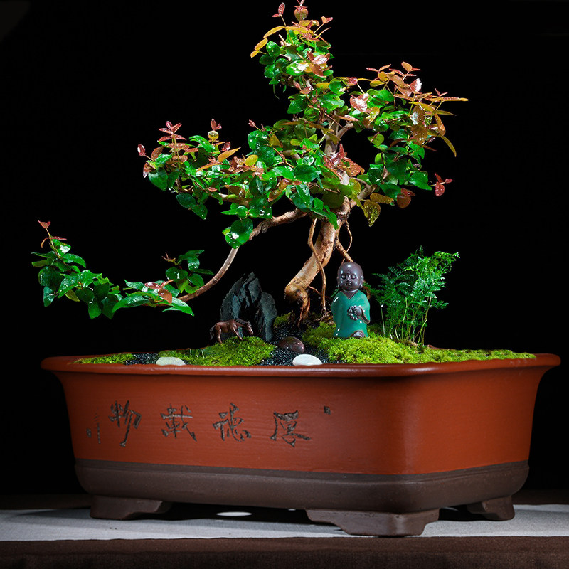 特大号长方形紫砂花盆简约盆栽种树地面花卉树桩盆陶瓷盆紫砂清仓
