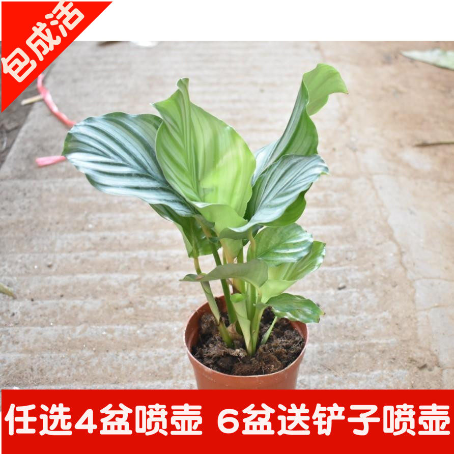 苹果竹芋 室内喜阴净化空气盆栽 四季常青可水培水养|ruв категории доставка цветов/цветок моделирования/растения садоводства, цветок/растения в горшках (новый), растения - от Buy2taobao.com для оказания профессиональной услуги покупки агента Taobao