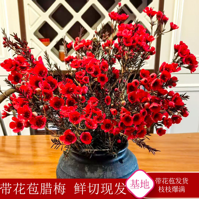 澳洲腊梅鲜花云南基地直发真花水培腊梅花卉室内插花瓶年宵花M1