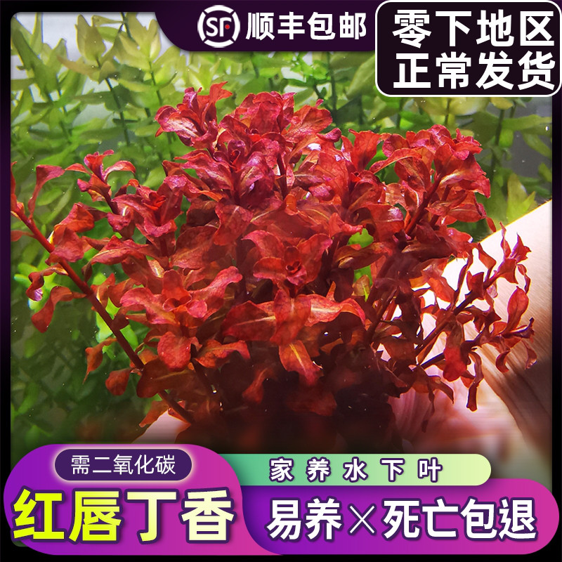 红唇丁香鱼缸造景真水草水下叶阳性淡水活体水培植物懒人增氧套餐