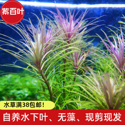 百叶水草质量怎么样 百叶水草口碑怎么样 小麦优选 百叶水草质量怎么样 百叶水草口碑怎么样 小麦优选