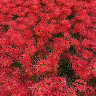 花卉 彼岸花套餐盆栽曼珠沙华花种子红花换锦石蒜大种球室内外四季