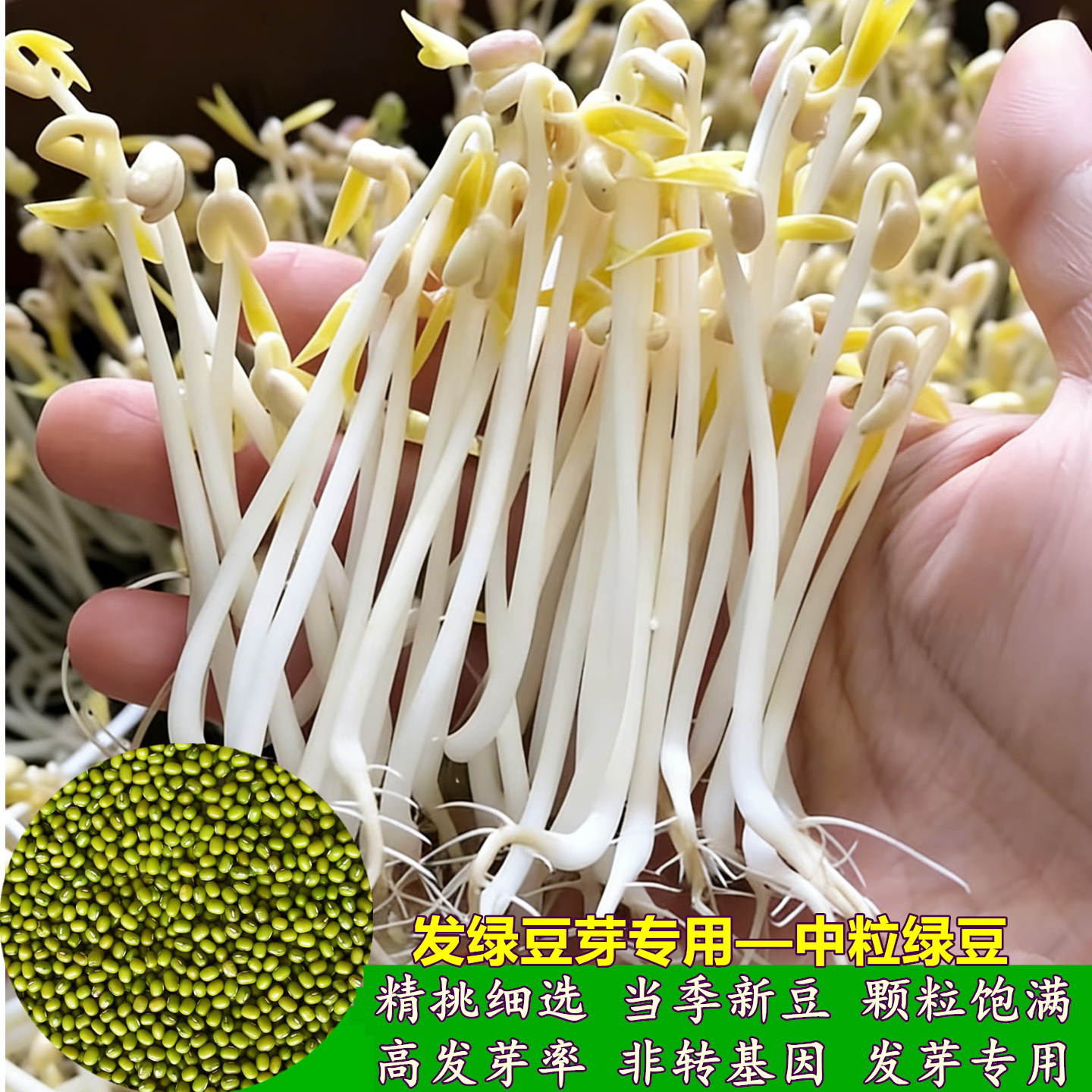 新绿豆发绿豆芽专用中粒绿豆生绿豆芽绿豆豆芽菜非转基因绿豆种子