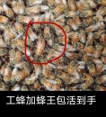 意蜂蜂群出售产王群活体蜂群包活蜂疗蜜蜂授粉蜂群意大利笼蜂 包邮