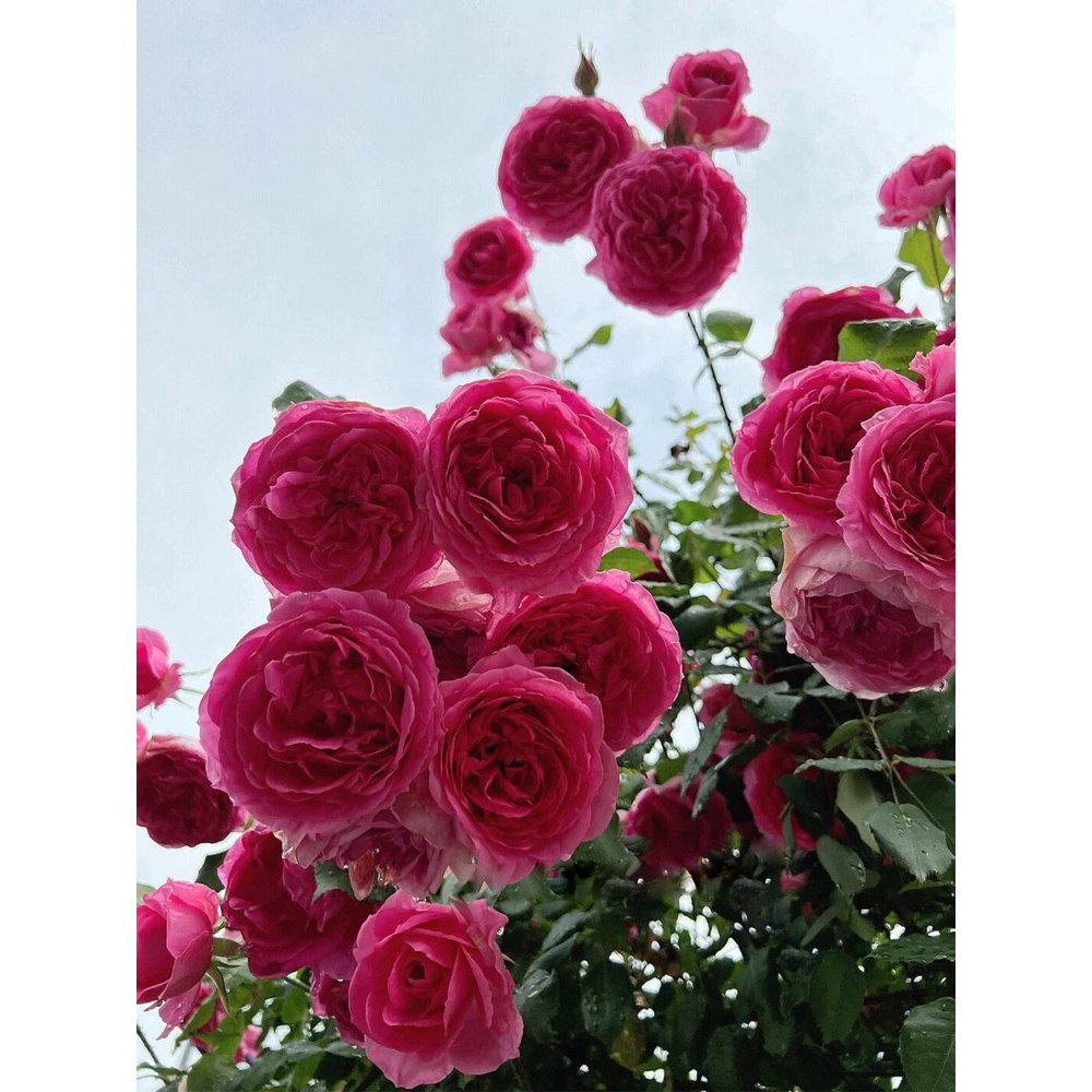 大游行藤本月季花大苗阳台庭院拱月季/蔷薇/玫瑰