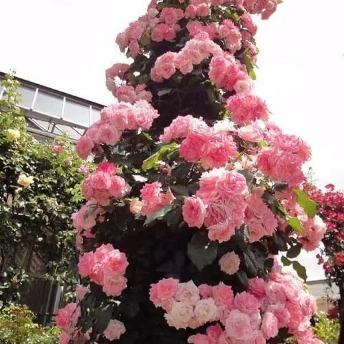 樱霞藤本月季花苗多头丰花多季开阳台庭院爬藤蔷薇绿植