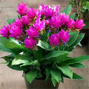 【超长花期】进口姜荷花种球盆栽花种子球根植物花卉绿植盆栽耐热