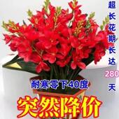 晚香玉种球浓香型重瓣大花球根带花苞多年生切花庭院阳台花卉盆栽