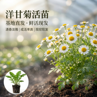 洋甘菊盆栽花苗 带简易盆发货 高杆切花可可洋桔梗小苗 云南直发