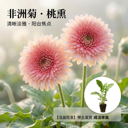 非洲菊桃熏花苗郎花小苗四季开花