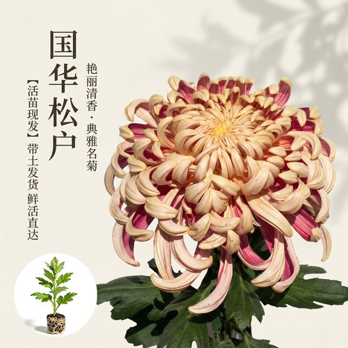国华松户大菊花苗多年生草本花卉
