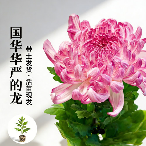 国华华严的龙大菊花苗多年生花卉