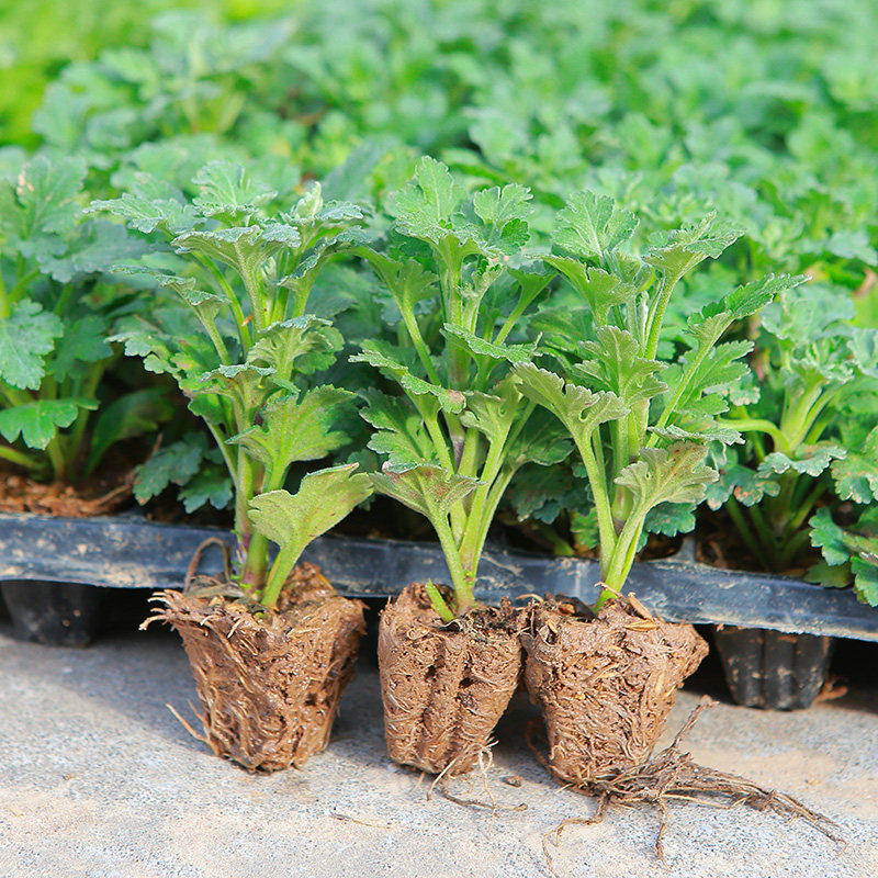 菊花苗小苗带土球3颗盆栽千头菊雏菊秋菊大花室外绿植花卉多年生,鲜花速递/花卉仿真/绿植园艺,时令草本花卉,淘宝优惠券,粉丝福利购,淘宝优惠卷