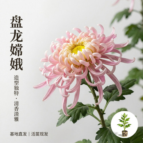 盘龙嫦娥大菊花苗独本菊瑞云殿