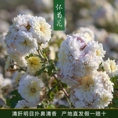 河南焦作特产怀白驹40g礼盒独立