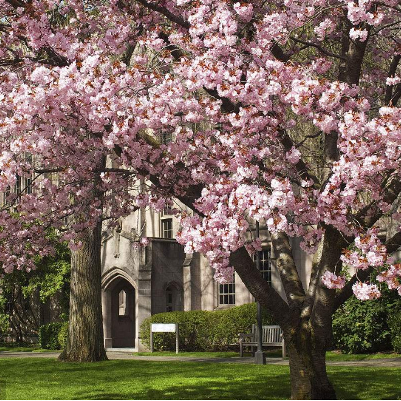 樱花树苗樱花嫁接大樱花树苗日本樱花苗盆栽地栽庭院绿化工程行道