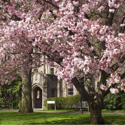 一品园樱花树苗染井吉野樱北方庭院花卉植物大型抗耐寒日本樱花苗