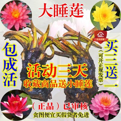 大睡莲根块阳台花卉适合发货水生盆栽大型莲花水养花莲大碗暹罗