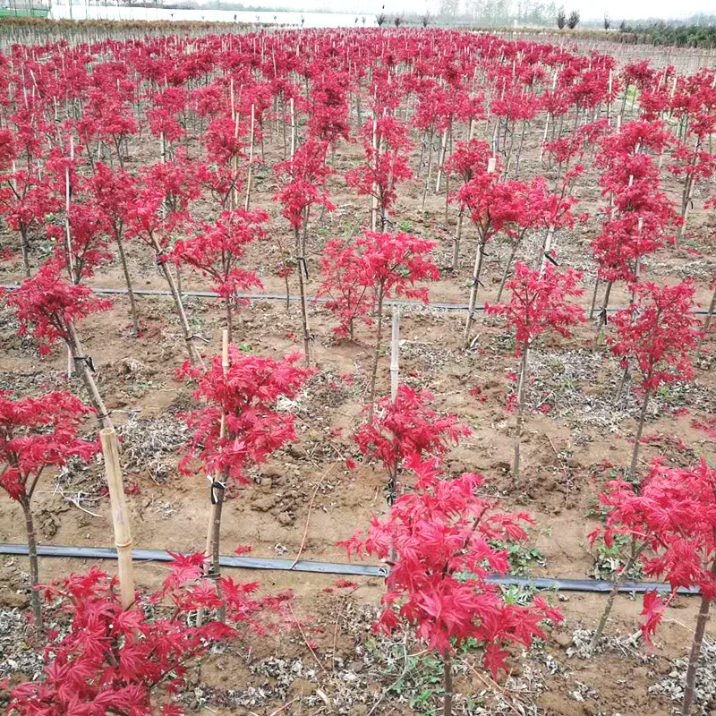 日本红枫树苗北京别墅庭院日本红枫树红舞姬景观苗圃种植红枫树苗