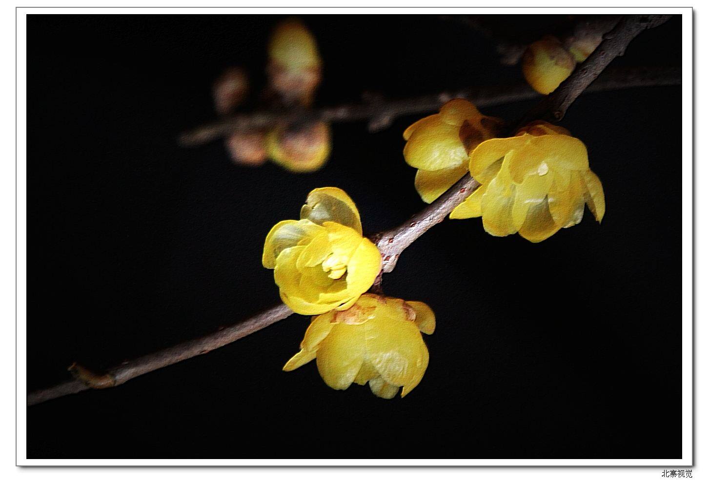 腊梅鲜花泡水开花插花切花水培植物新鲜枝条水养干花枝室内插鄢陵