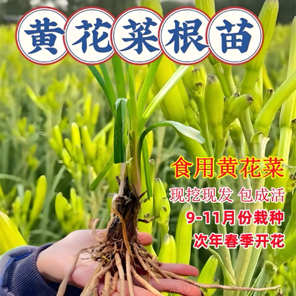 黄花菜包成活食用级百分百成活图片