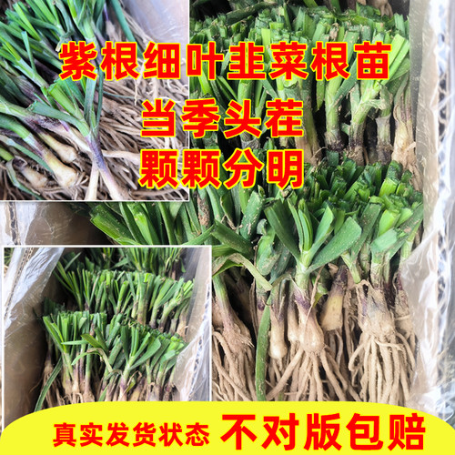 紫根细叶韭菜根苗小叶香韭菜根现挖四季阳台苗韭菜籽盆栽家庭园艺
