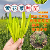 黄花菜种植苗食用黄花菜种苗黄花菜苗包成活忘忧草苗金针菜苗现挖