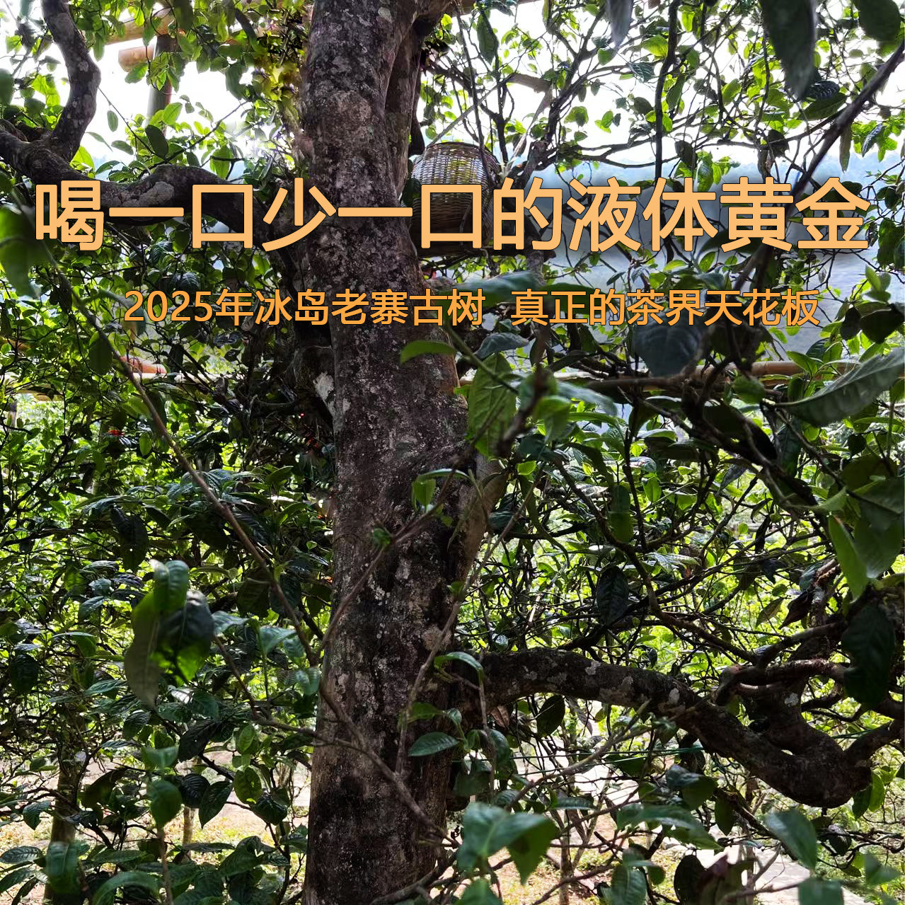 【预售】2025年春茶冰岛老寨古树纯料头春采普洱生茶散茶云南茶叶