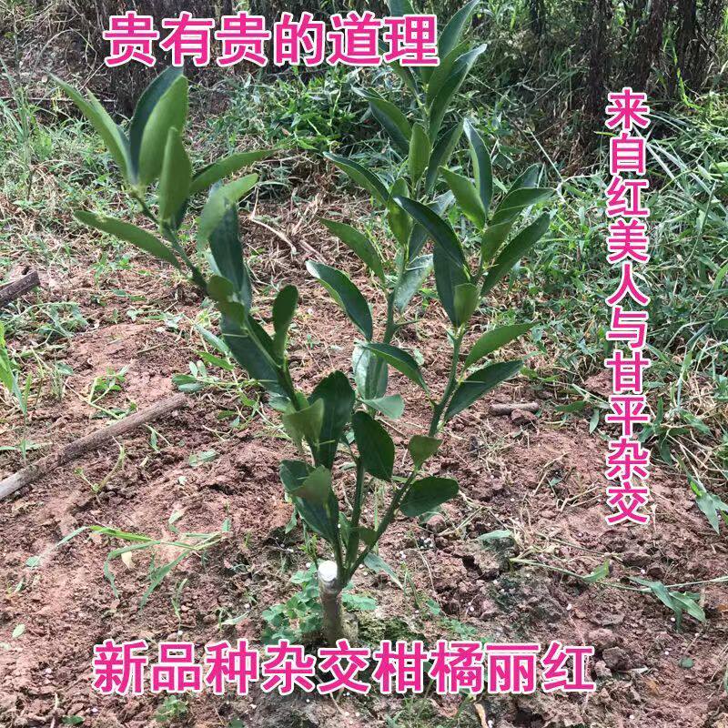 日本新品种无籽柑橘苗丽红柑桔嫁接果树苗红美人与甘平杂交橘子苗