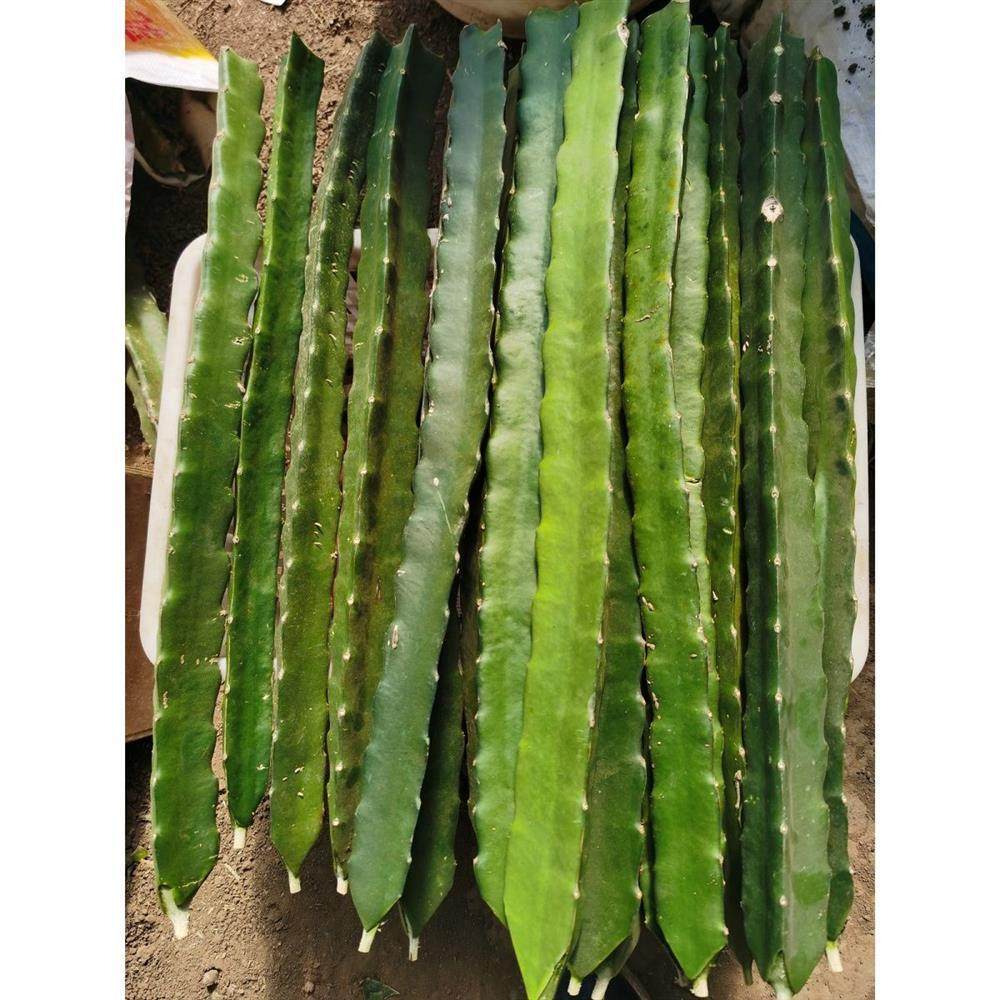 红心火龙果苗盆栽苗蟹爪兰嫁接专用砧木苗粗直壮嫁接专用三角柱