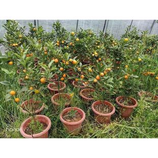 脆皮金桔树四季桔观赏小金橘树苗室内盆栽花卉金钱橘果树带果