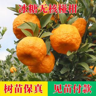 冰糖无核碰柑树苗嫁接椪柑苗南北方果树苗橘子苗当年结果苗价