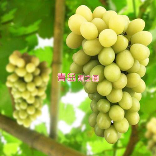 阳光十三葡萄苗5BB砧木嫁接南北方种植葡萄树苗